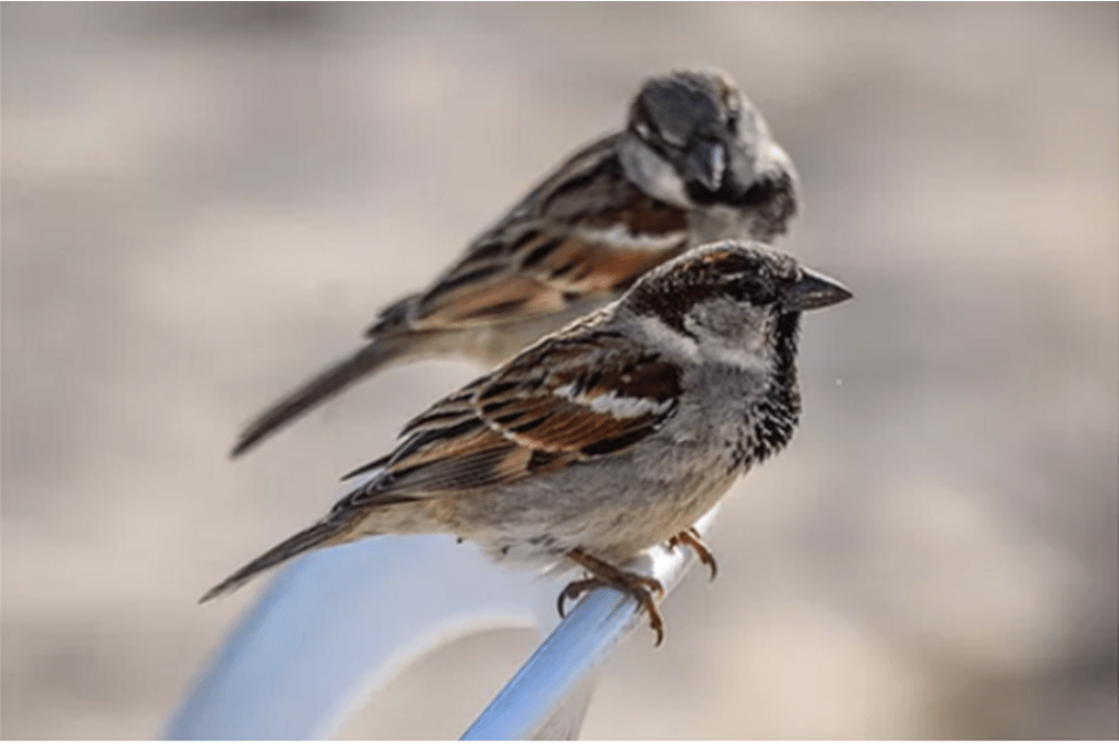 Overcoming the Stress Disease