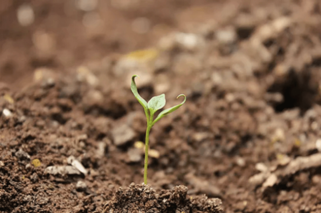 Don’t Despise Small&nbsp;Beginnings