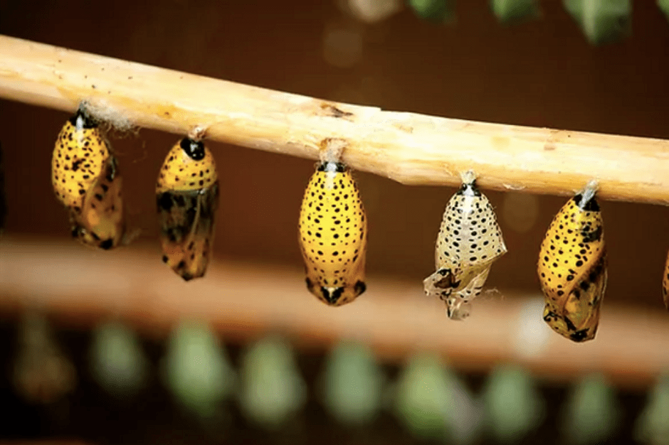 Transformation vs. Conformation